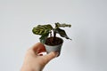 Hand holding calathea makoyana house plant in grey pot Royalty Free Stock Photo