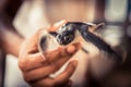 Hand holding carefully sea turtle in turtle farm nursery concept wild animal care and wildlife protection