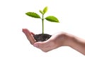 Hand holding and caring a green young plant Royalty Free Stock Photo
