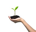 Hand holding and caring a green young plant isolated on white background Royalty Free Stock Photo