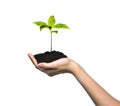 Hand holding and caring a green young plant isolated on white background Royalty Free Stock Photo