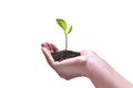 Hand holding and caring a green young plant isolated on white background Royalty Free Stock Photo