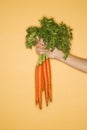 Hand holding carrots. Royalty Free Stock Photo