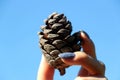 hand holding cedar cone with a Blurred background