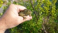 Hand holding a chameleon Royalty Free Stock Photo