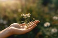 A hand holding a chamomile flower against a blurred natural background, depicting the human connection with nature and the healing Royalty Free Stock Photo