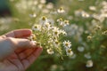 A hand holding a chamomile flower against a blurred natural background, depicting the human connection with nature and the healing Royalty Free Stock Photo