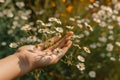 A hand holding a chamomile flower against a blurred natural background, depicting the human connection with nature and the healing Royalty Free Stock Photo