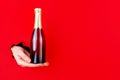 Hand is holding champagne bottle in torn hole Royalty Free Stock Photo
