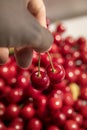 Hand holding cherries Royalty Free Stock Photo