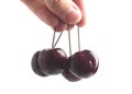 Hand holding cherries on white background Royalty Free Stock Photo