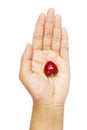 Hand holding cherry heart shape isolated clipping path Royalty Free Stock Photo