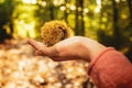 Hand holding a chestnut in autumn forest unfocused background Royalty Free Stock Photo