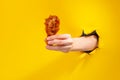 Hand holding a chicken drumstick Royalty Free Stock Photo