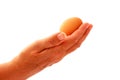 Hand holding chicken egg Royalty Free Stock Photo