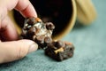 Hand holding chocolate chip brownies Royalty Free Stock Photo