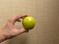 Hand holding Citrus limetta