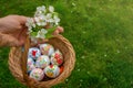 Hand holding Close up of colorful hand painted Easter eggs in a basket with cherry blossom Royalty Free Stock Photo