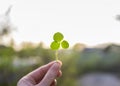 A hand is holding a clover at sunset