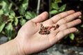 Hand holding clumps of red wrigglers earthworms against plants at background. They are used in vermicomposting to