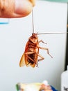 Hand holding a cockroach by the antenna. Concept sign symbols for disease and cockroach danger in home Royalty Free Stock Photo