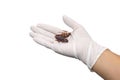 Hand holding cockroach isolated on white background Royalty Free Stock Photo