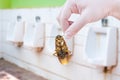 Hand holding cockroach on men`s room urinals discharge of waste from the body Royalty Free Stock Photo