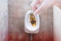 Hand holding cockroach on men`s room urinals discharge of waste from the body Royalty Free Stock Photo