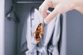 Hand holding cockroach with a wardrobe, pest problem and insect invasion in bedroom house background, eliminate cockroach in Royalty Free Stock Photo