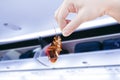 Hand holding cockroaches with airplane cabine with the luggage compartments, disturbances was eliminated idea is get rid of