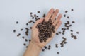 Hand holding coffee beans