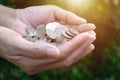 Hand holding coins with tree under sunshine and gardening green Royalty Free Stock Photo