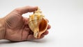 A hand is holding a conch shell against a plain white background Royalty Free Stock Photo