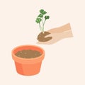 Hand holding a coriander plant to be forwarded to flowerpot