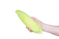 Hand holding corn isolated on white background,clipping path Royalty Free Stock Photo