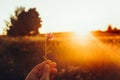 hand holding cornflower in sunset rays at summer field. wildflowers in woman hand in meadow under amazing sunshine. hipster Royalty Free Stock Photo