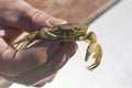 Hand holding crab