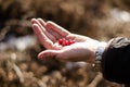 Hand holding cranberries