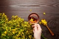 Hand holding cup with hypericum perforatum or St Johns wort tea with fresh flowers Royalty Free Stock Photo