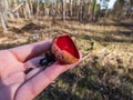 Hand holding Cup-shaped fungus scarlet elfcup Sarcoscypha austriaca fruit body in early spring