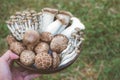 Hand holding cup with a variety of raw mushrooms, Grass background Royalty Free Stock Photo