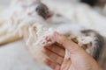 Hand holding cute little kitten paw with pink pads. Adorable kitty sleeping in basket. Adoption Royalty Free Stock Photo