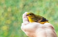 Hand holding a cute singing domestic canary bird