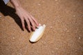 Hand holding cuttlefish bone wedged in the sand on the beach Royalty Free Stock Photo