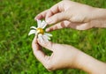 Hand holding daisy Royalty Free Stock Photo