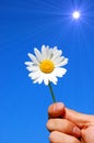 Hand holding a daisy Royalty Free Stock Photo