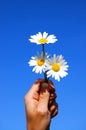 Hand holding a daisy Royalty Free Stock Photo