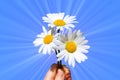 Hand holding a daisy Royalty Free Stock Photo