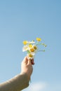 Hand holding daisy flowers, on blue sky Royalty Free Stock Photo