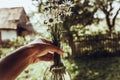 Hand holding daisy flowers in glass vase in sunlight near rustic Royalty Free Stock Photo